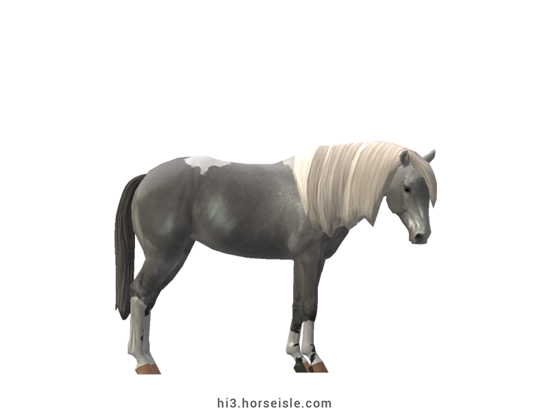 Appendix Horse Grey Tobiano Coat